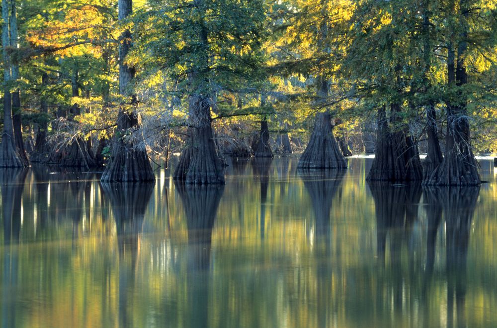Scenic view of Horseshoe Lake State Park