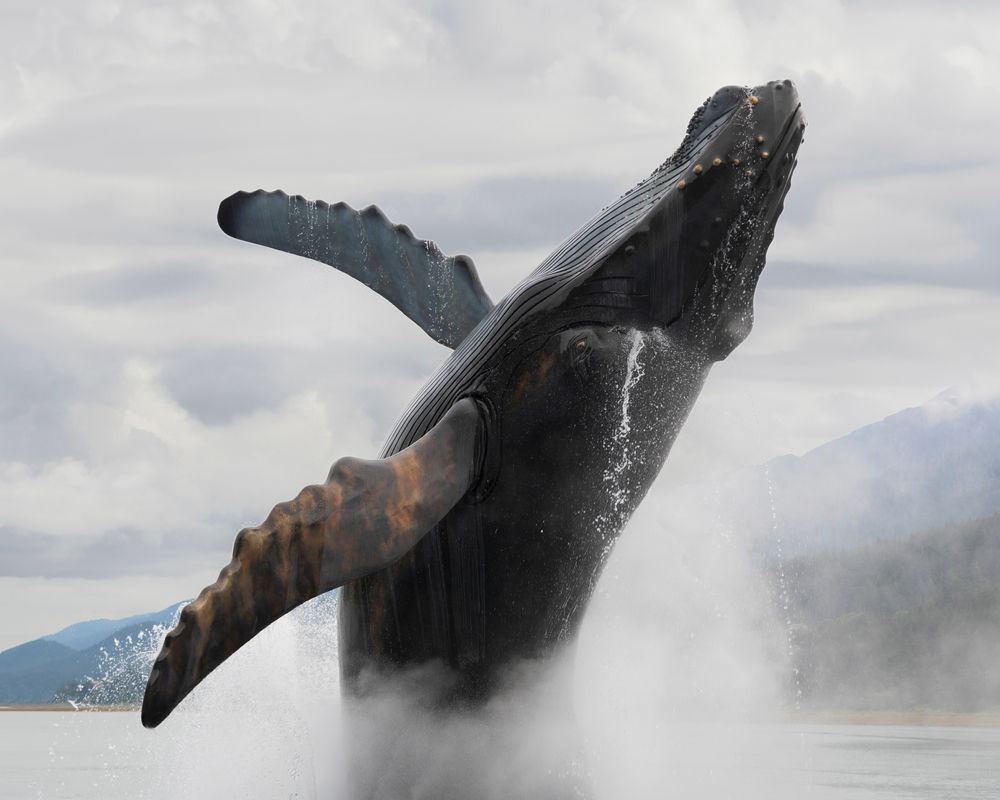 Humpback Whale in Juneau
