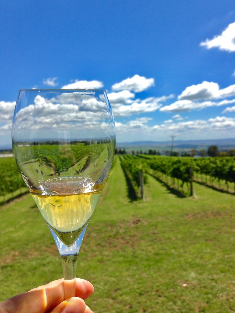 White wine in a glass at Hunter Valley