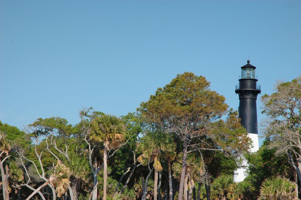 Palm trees near the Hunting Island Lighthouse