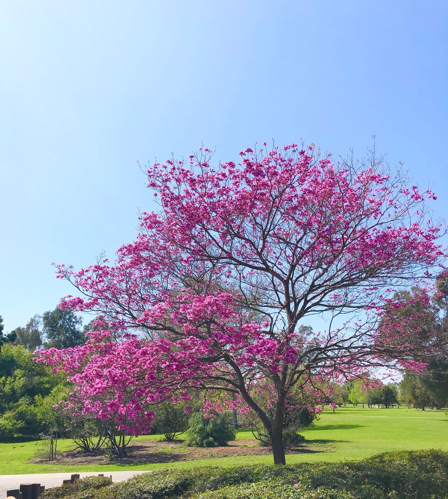 A tree covered with pink colored flowers at Huntington Central Park