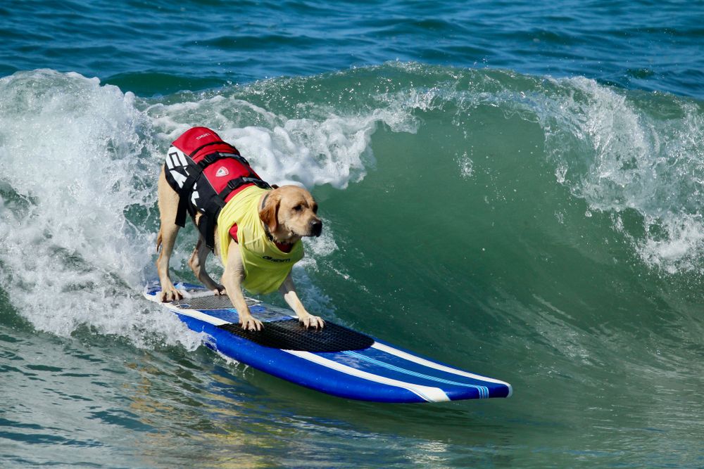 Dog surfing competition at Huntington City Beach
