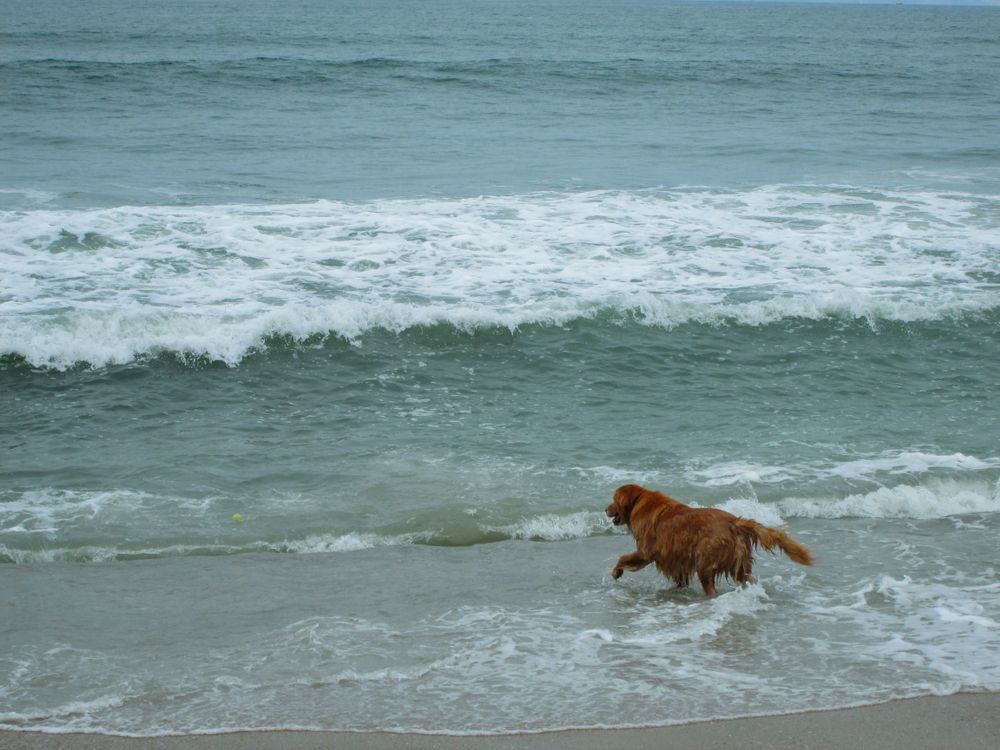 A dog playing with the waves at Huntington Dog Beach