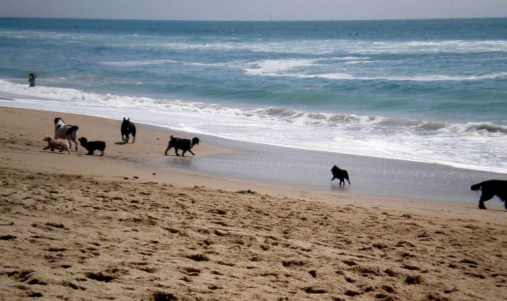 Dogs playing on the shores of Huntington Dog Beach