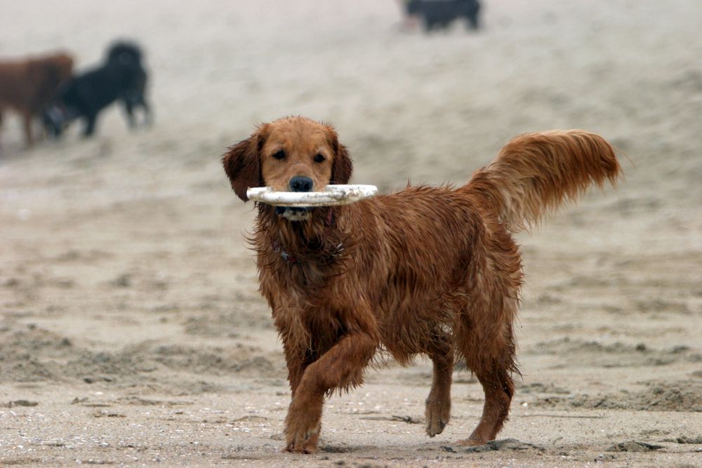 Dog playing frisbee at Huntington Dog Beach