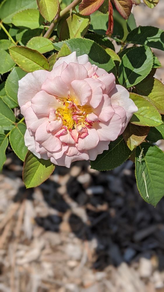 Beautiful pink rose in a rose garden at Huntington Park