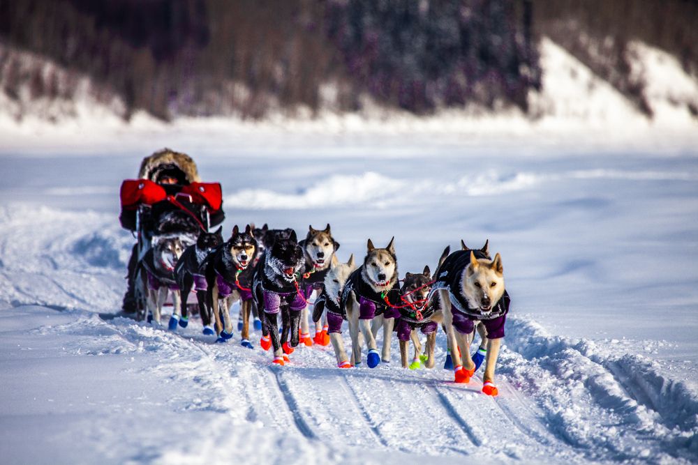 Dog-sled at Iditarod