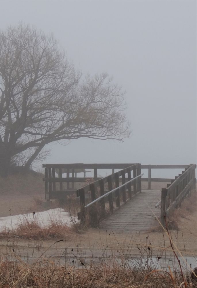 Foggy morning at Illinois Beach State Park