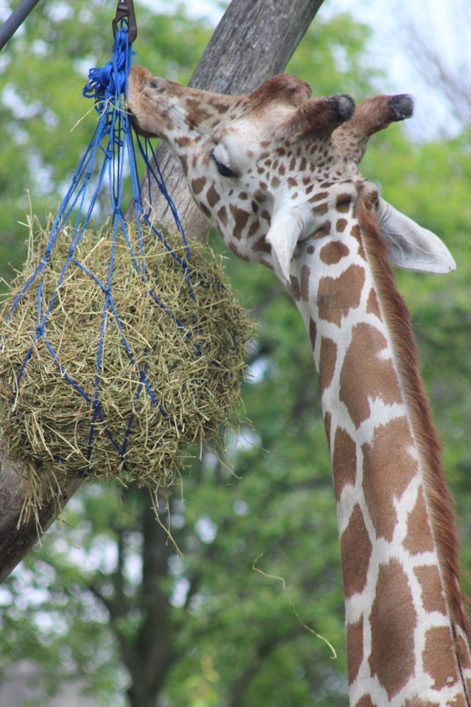 Giraffe at Indianapolis Zoo