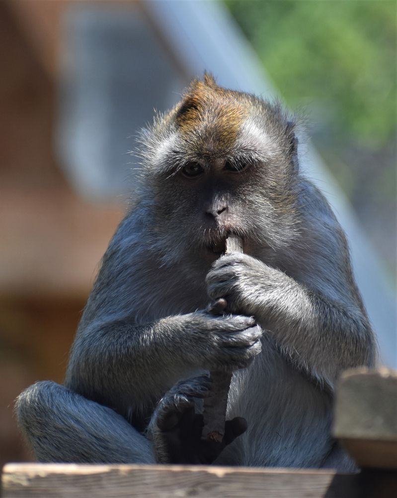 Macaque at Indianapolis Zoo
