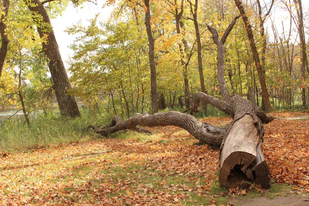 Fallen bark of a tree at Inspiration Peak