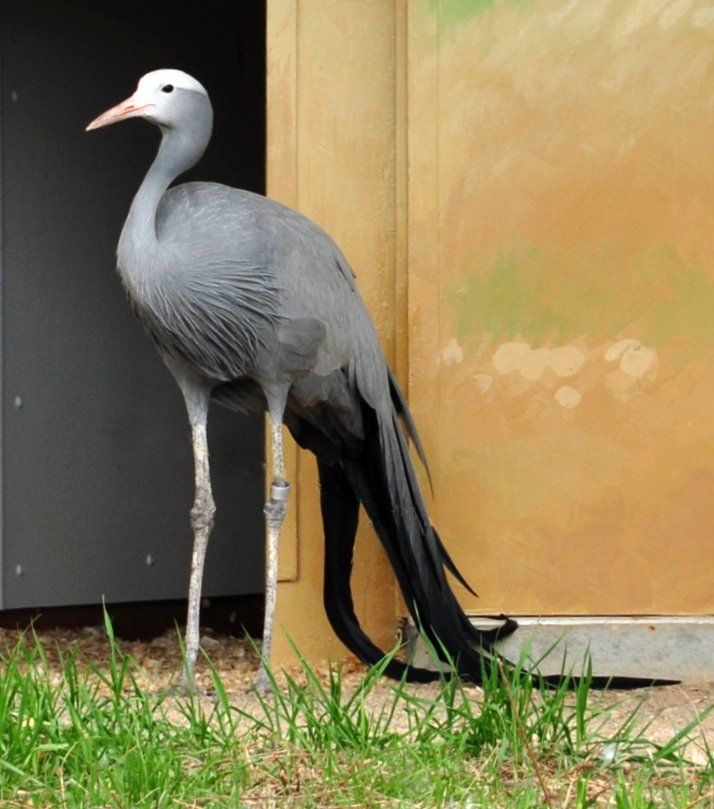 Crane at International Crane Foundation