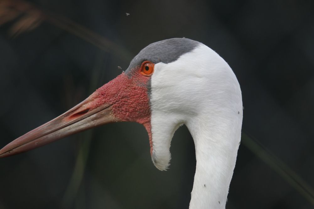 Wattle Crane at International Cranes Foundation