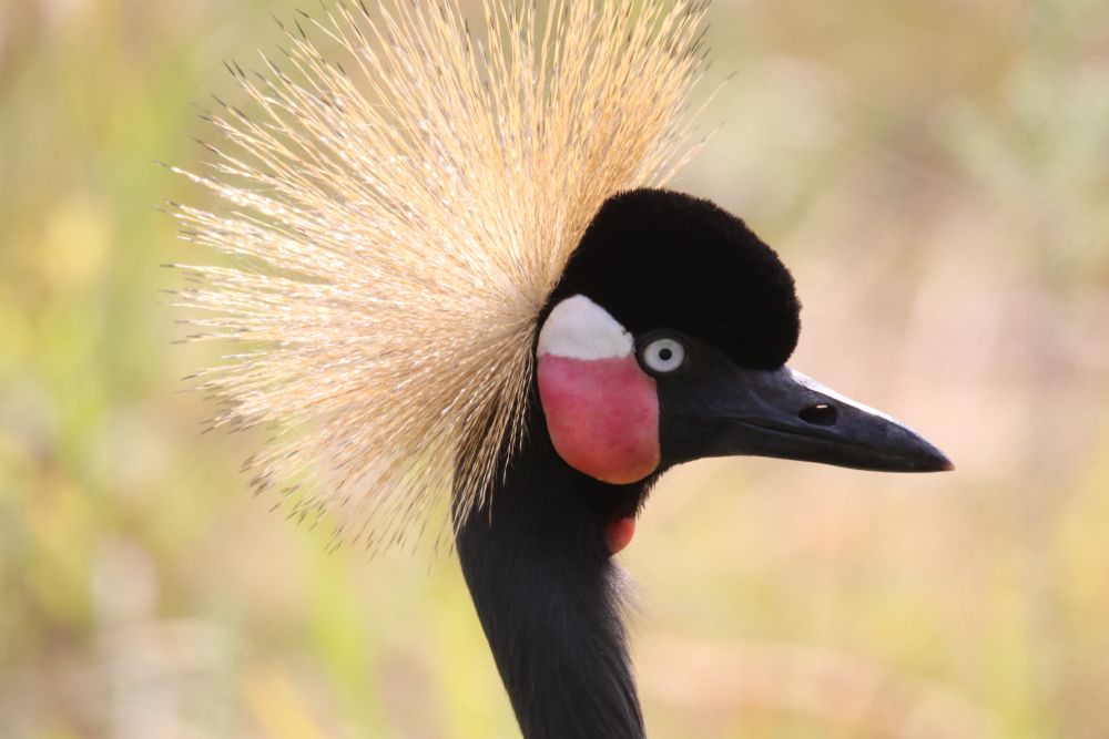 Black crowned crane at International Cranes Foundation