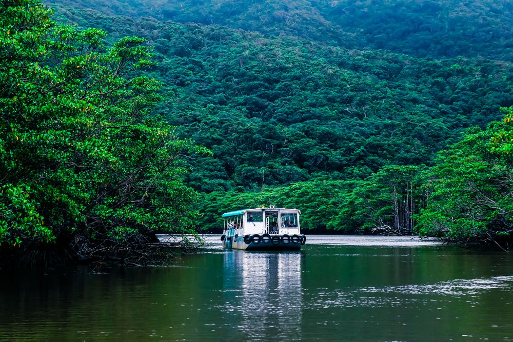Mangrove forest in Iriomote Island