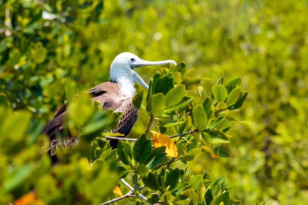 Bird in Isla Contoy National Park