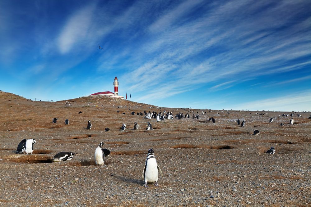 Isla Magdalena