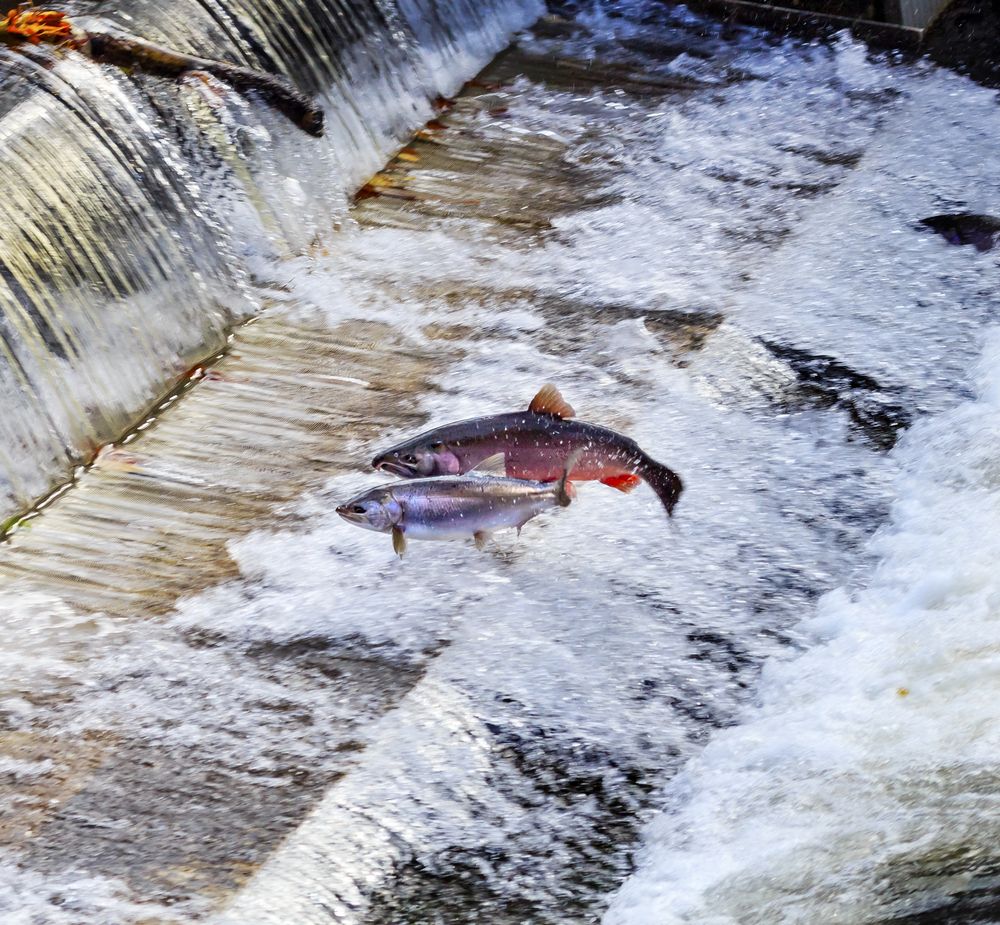 A salmon jumping on the water at Issaquah Salmon Hatchery.
