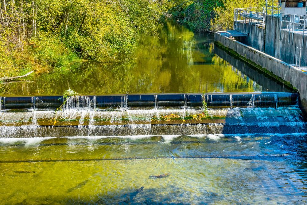 Waters at Issaquah Salmon Hatchery.