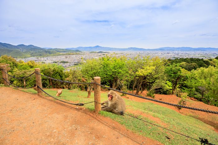 Iwatayama Monkey Park