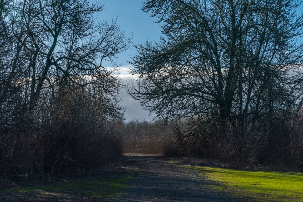 Hiking trail at Jackson Bottom Wetlands Preserve