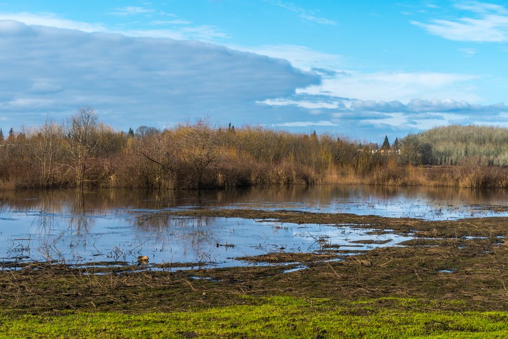 View of Jackson Bottom Wetlands Preserve
