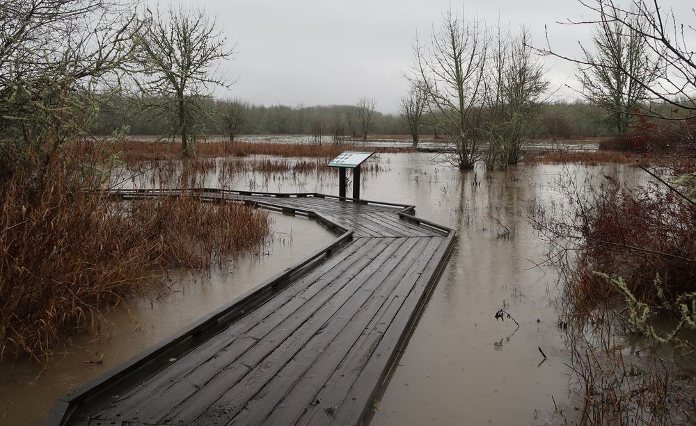 Wetlands at Jackson-Frazier Wetland