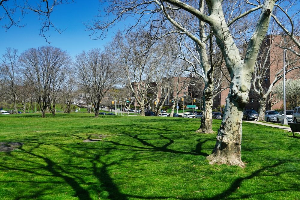 Trees at James J. Braddock Park