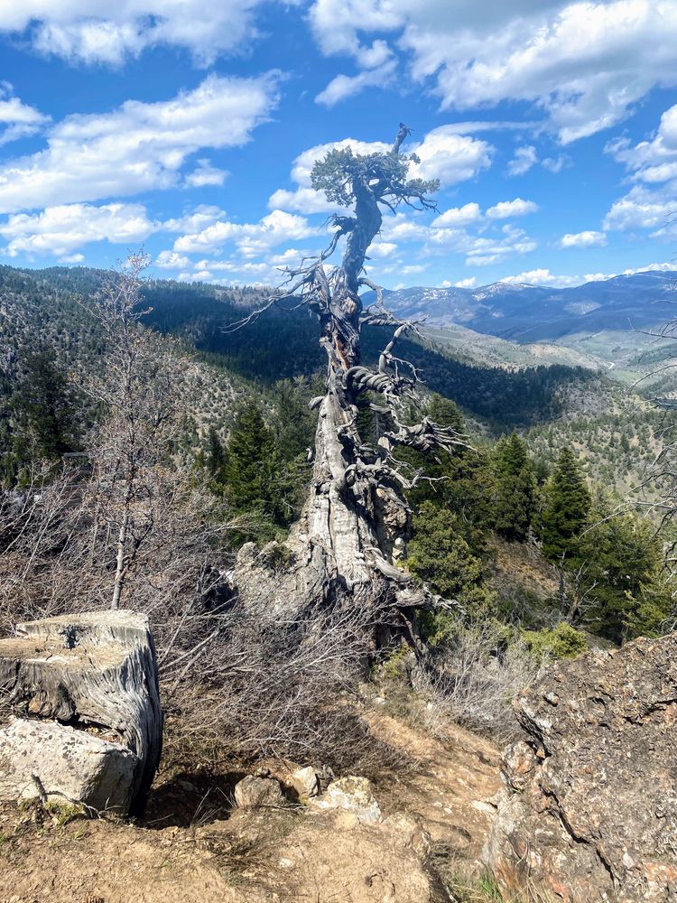 The oldest tree in Utah at Jardine Juniper Trail