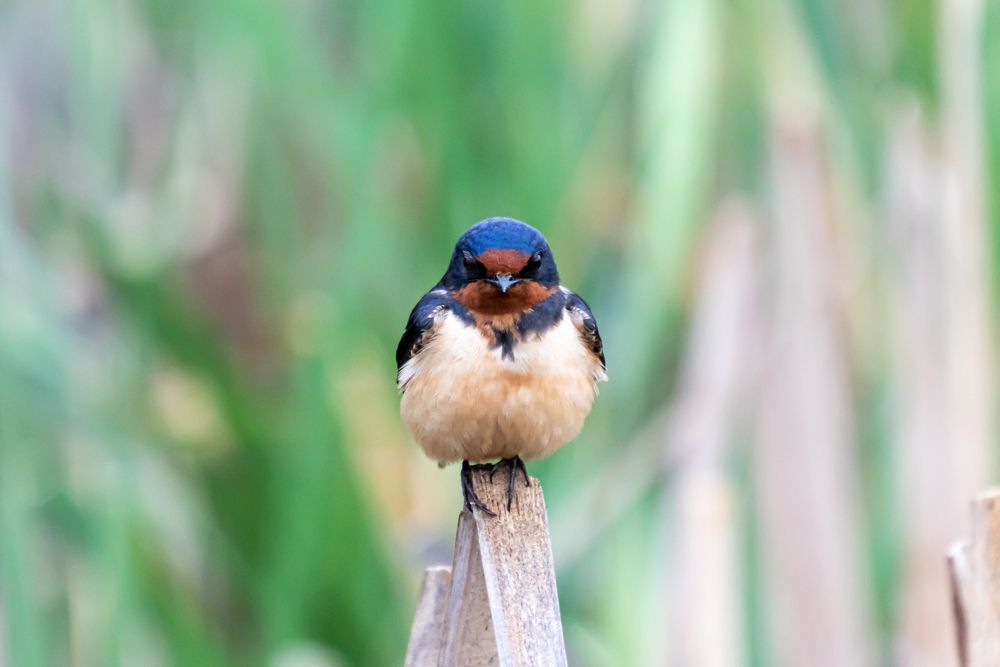 Swallow bird at John Heinz National Wildlife Refuge at Tinicum