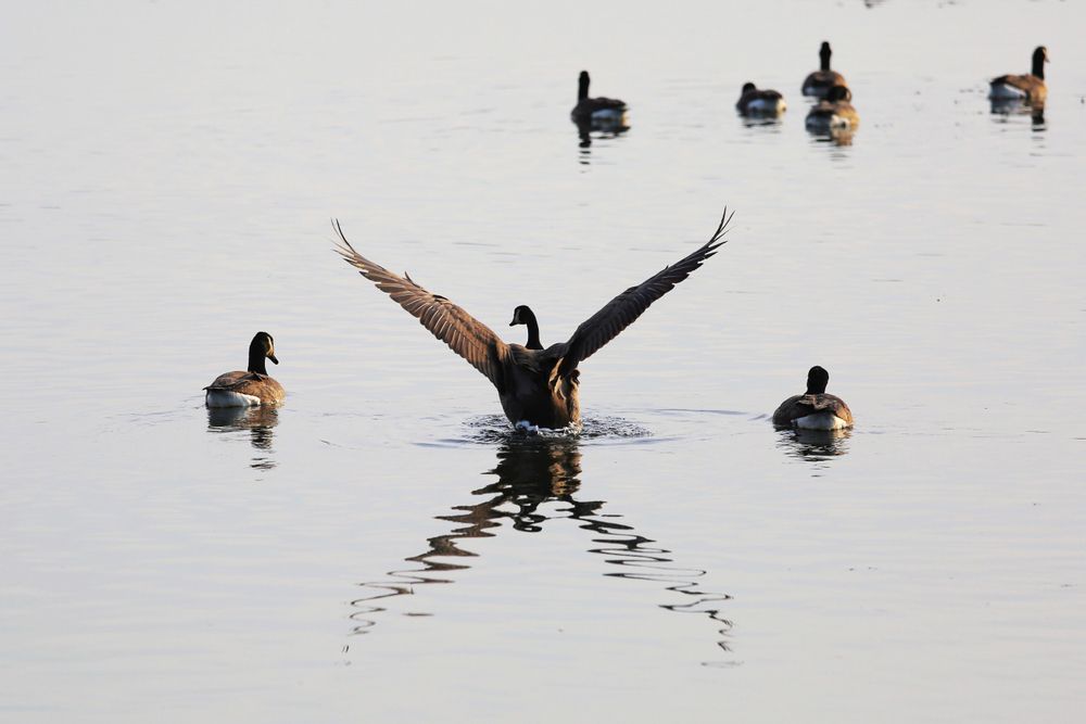 Family of geese at John Heinz National Wildlife Refuge at Tinicum