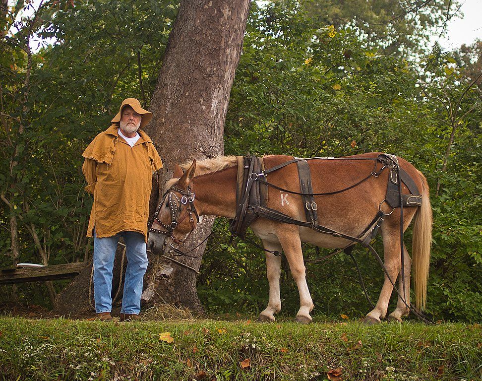 Farmer and a mule enjoying their time at Johnston Farm and Indian Agency