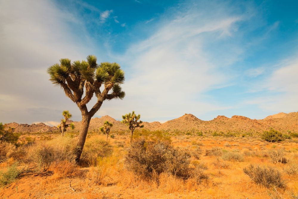Joshua Tree National Park in California