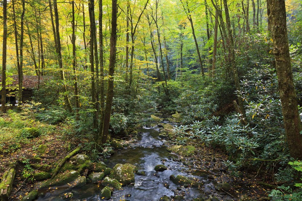 Creek running through the Joyce Kilmer Memorial Forest