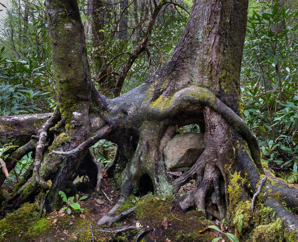 Huge roots at Joyce Kilmer Memorial Forest