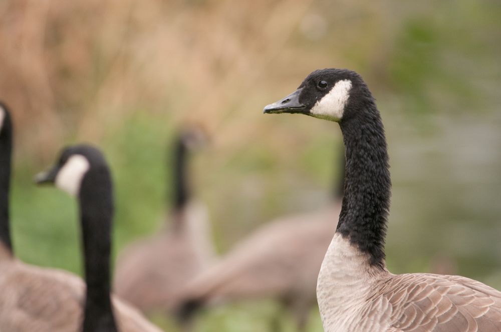 Geese at Julia Davis Park