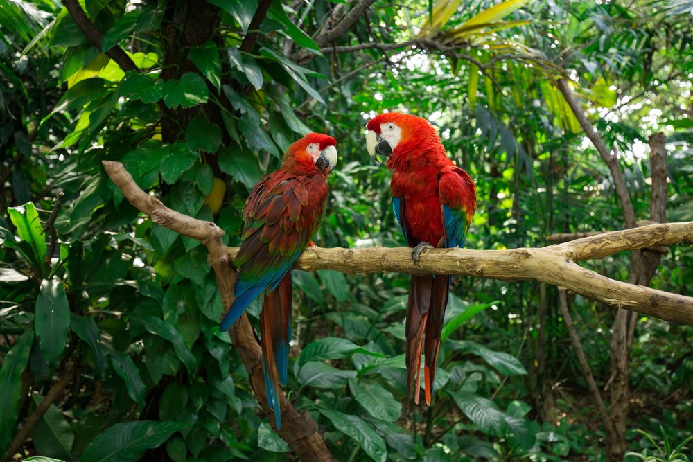 Macaws at Jungle Island