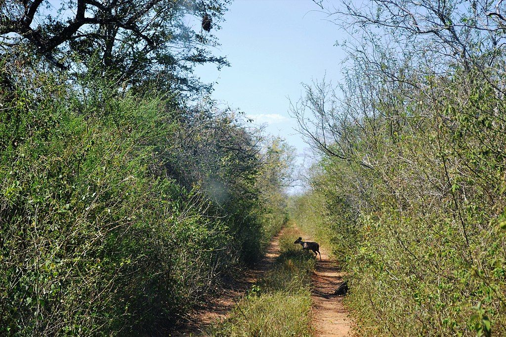 Kaa-Iya del Gran Chaco National Park