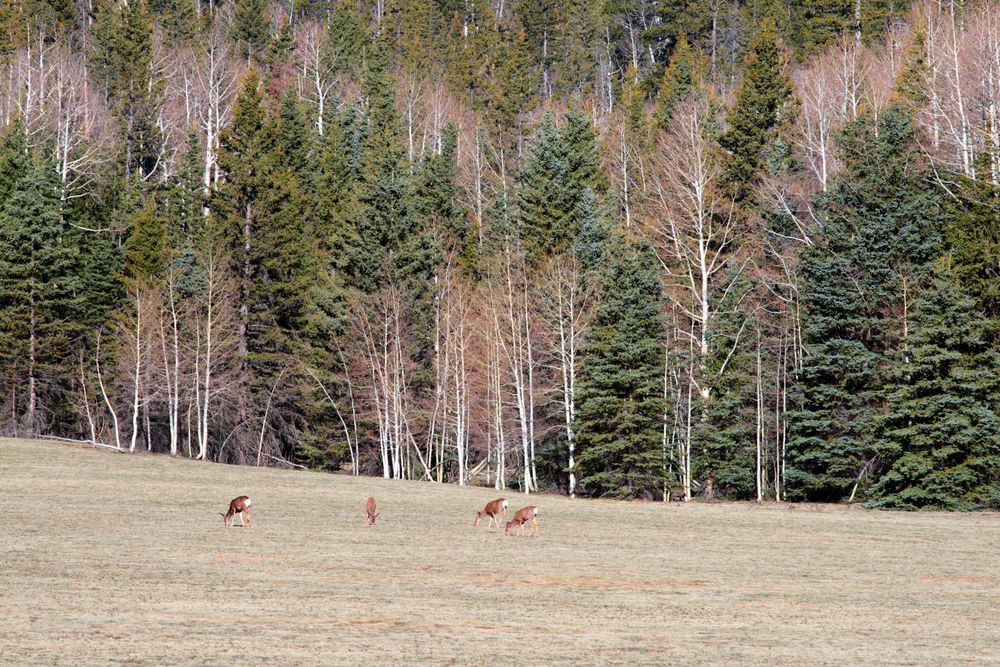 Landscape of Kaibab National Forest