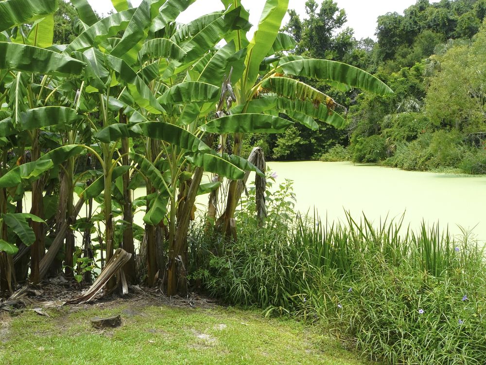 Banana trees near a pond at Kanapaha Botanical Gardens