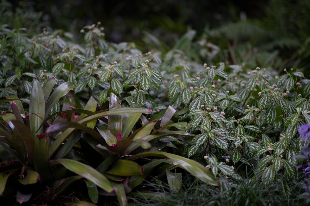 Different type of plants in Kanapaha Botanical Gardens