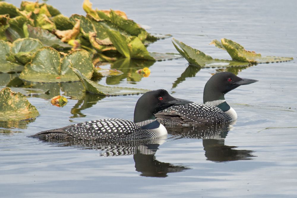 Birds on the water at Kenai National Wildlife Refuge.