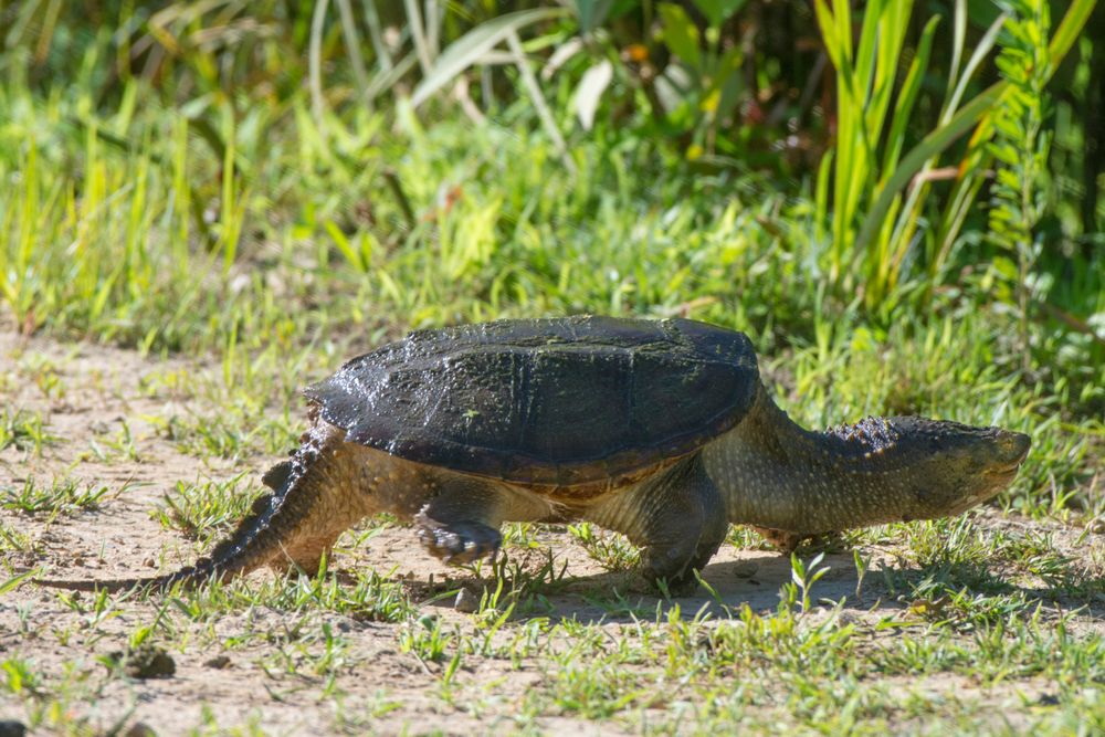 Snapping turtle at Kenilworth Park & Aquatic Gardens