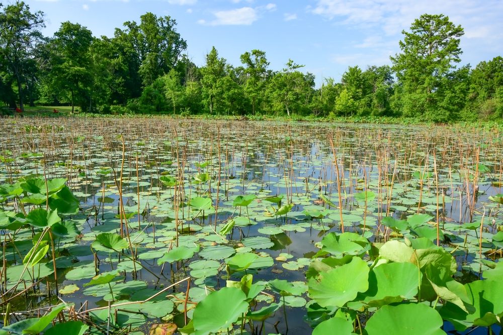 Pond at Kenilworth Park & Aquatic Gardens