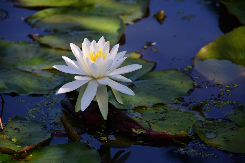 White water lilly at Kenilworth Park & Aquatic Gardens