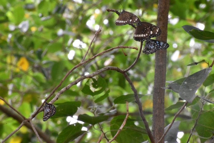 Pretty butterflies at Kershaw Gardens