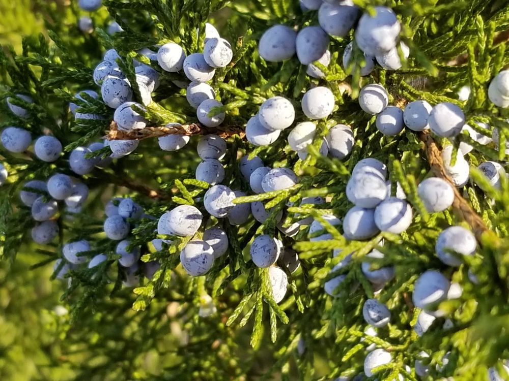 Juniper berries at Kill Creek Park