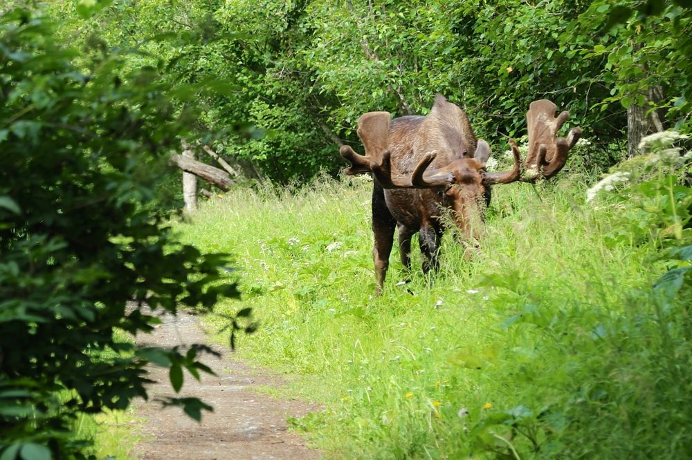 Moose in Kincaid park
