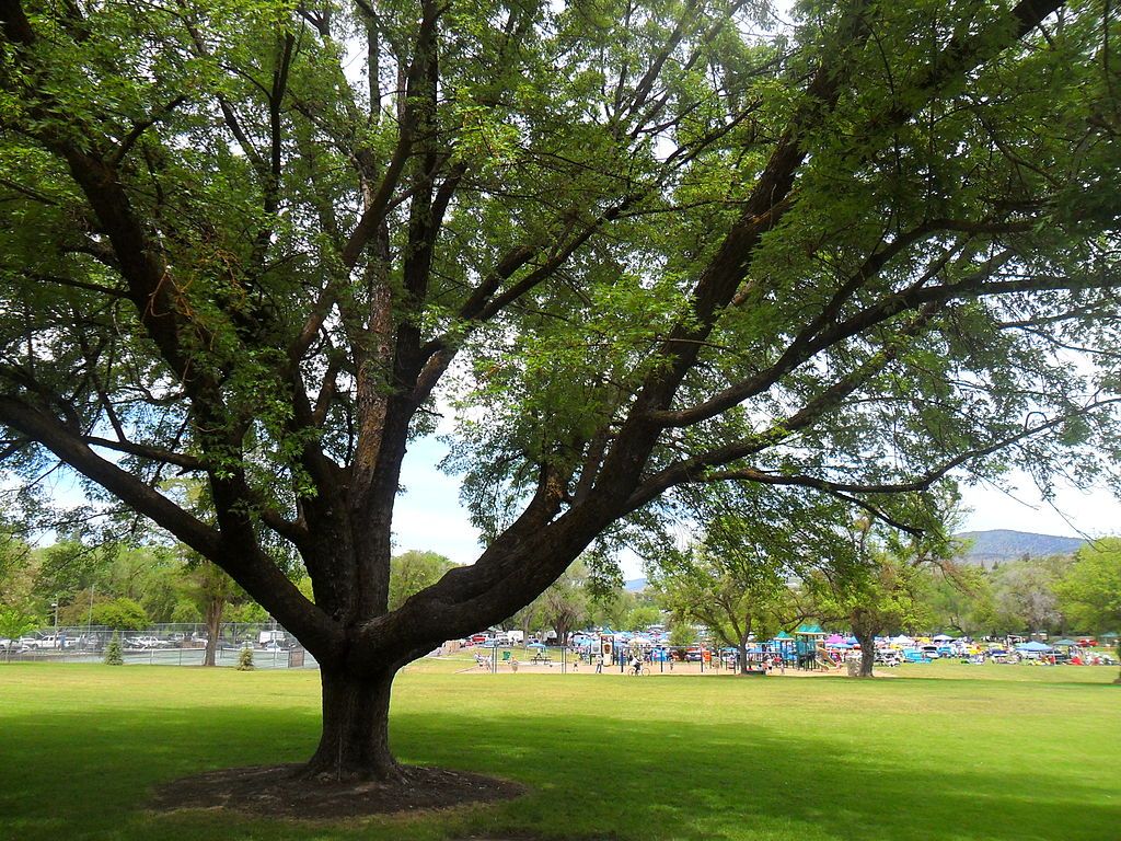 Tree at Moore Park