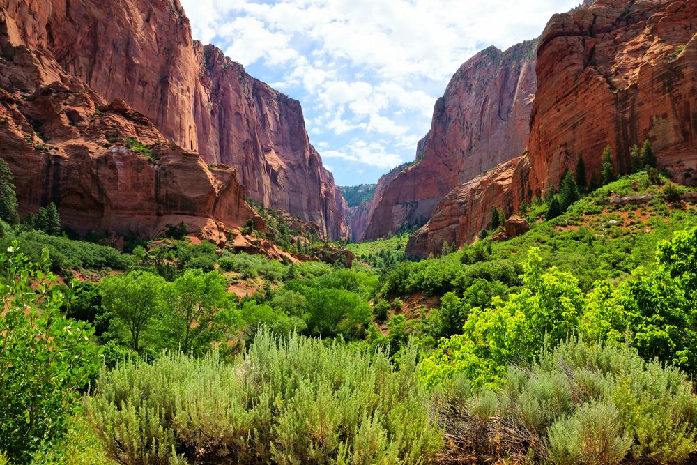 A bit of greenery amidst the red cliffs in Kolob Canyons